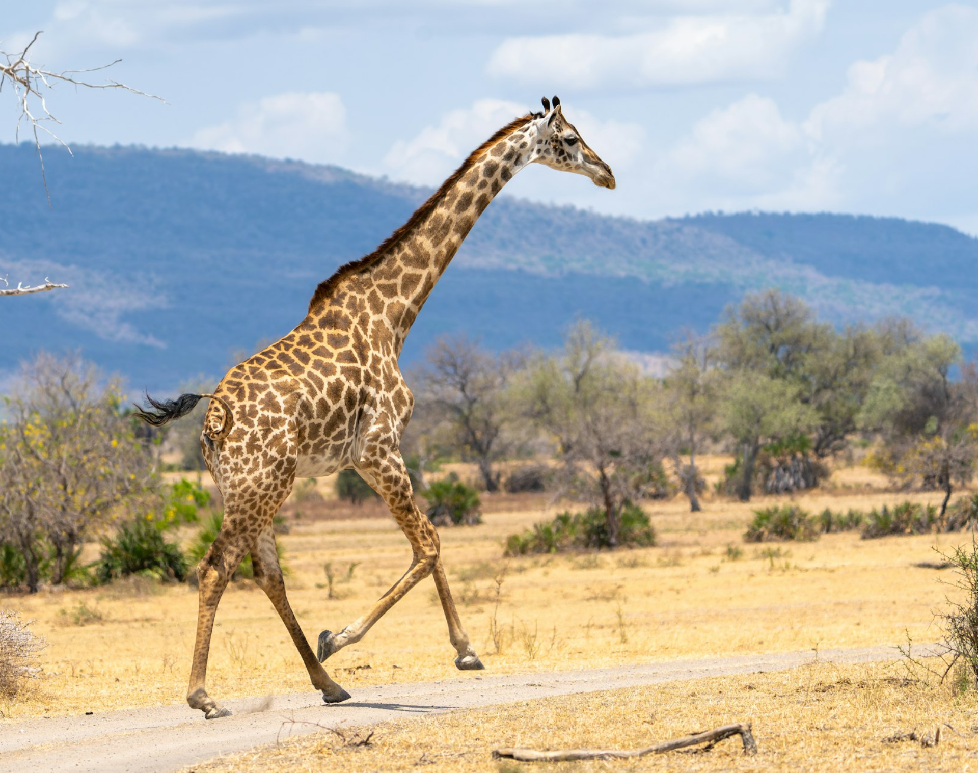 a giraffe is walking across a dirt road