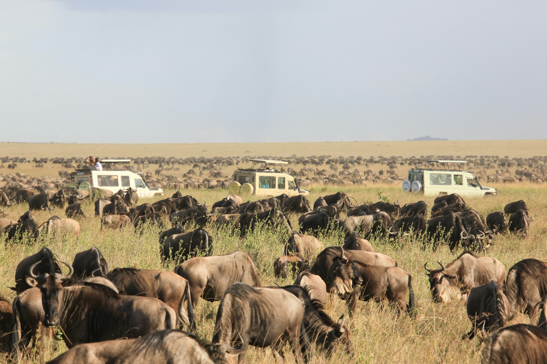 A large herd of wildebeest grazing in a grassy savanna with safari vehicles nearby