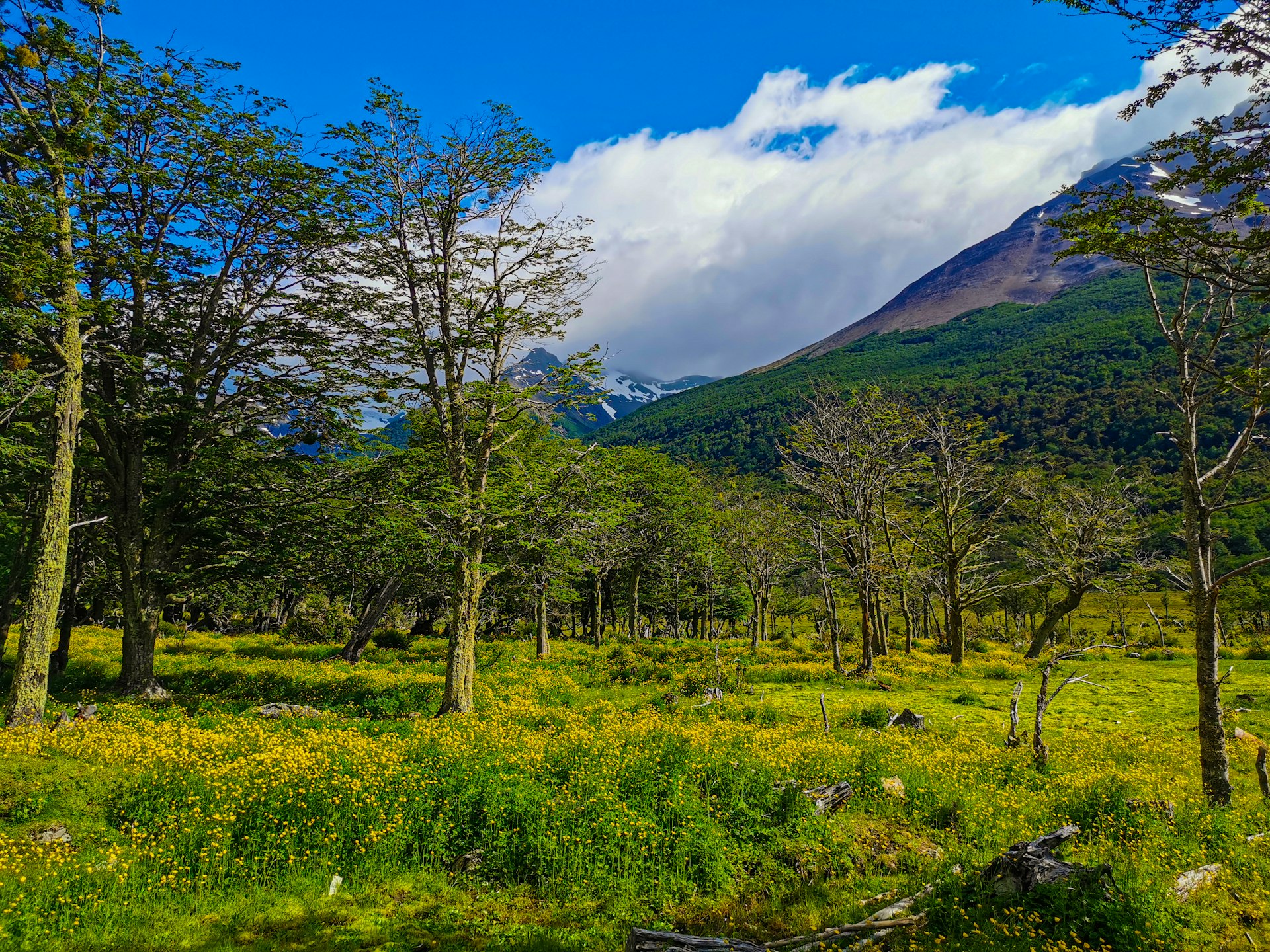 Une zone herbeuse avec des arbres et des montagnes en arrière-plan à Ushuaïa.