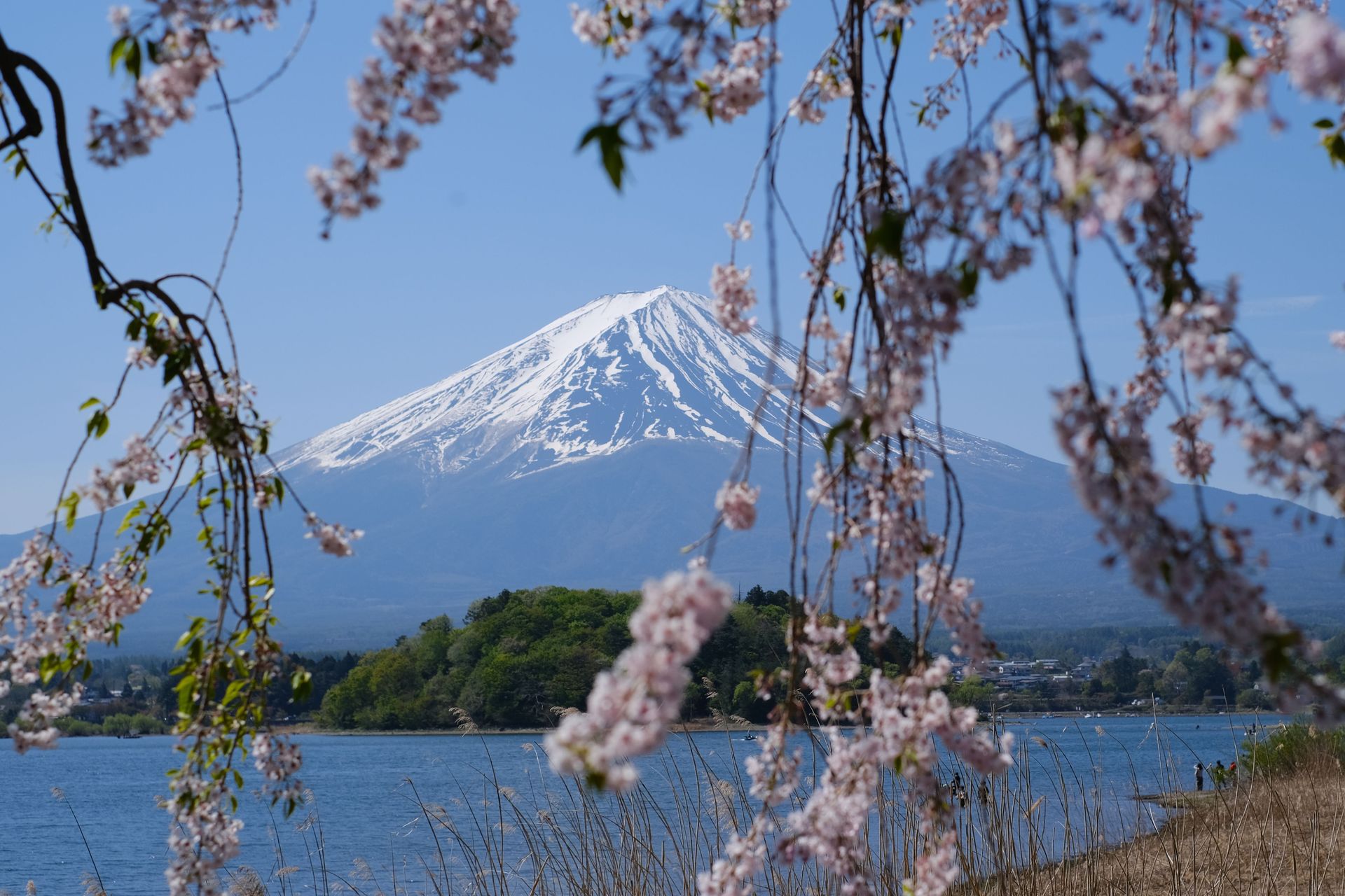 Belle vue sur le mont Fuji encadré par des cerisiers en fleurs au printemps, avec un ciel bleu clair.