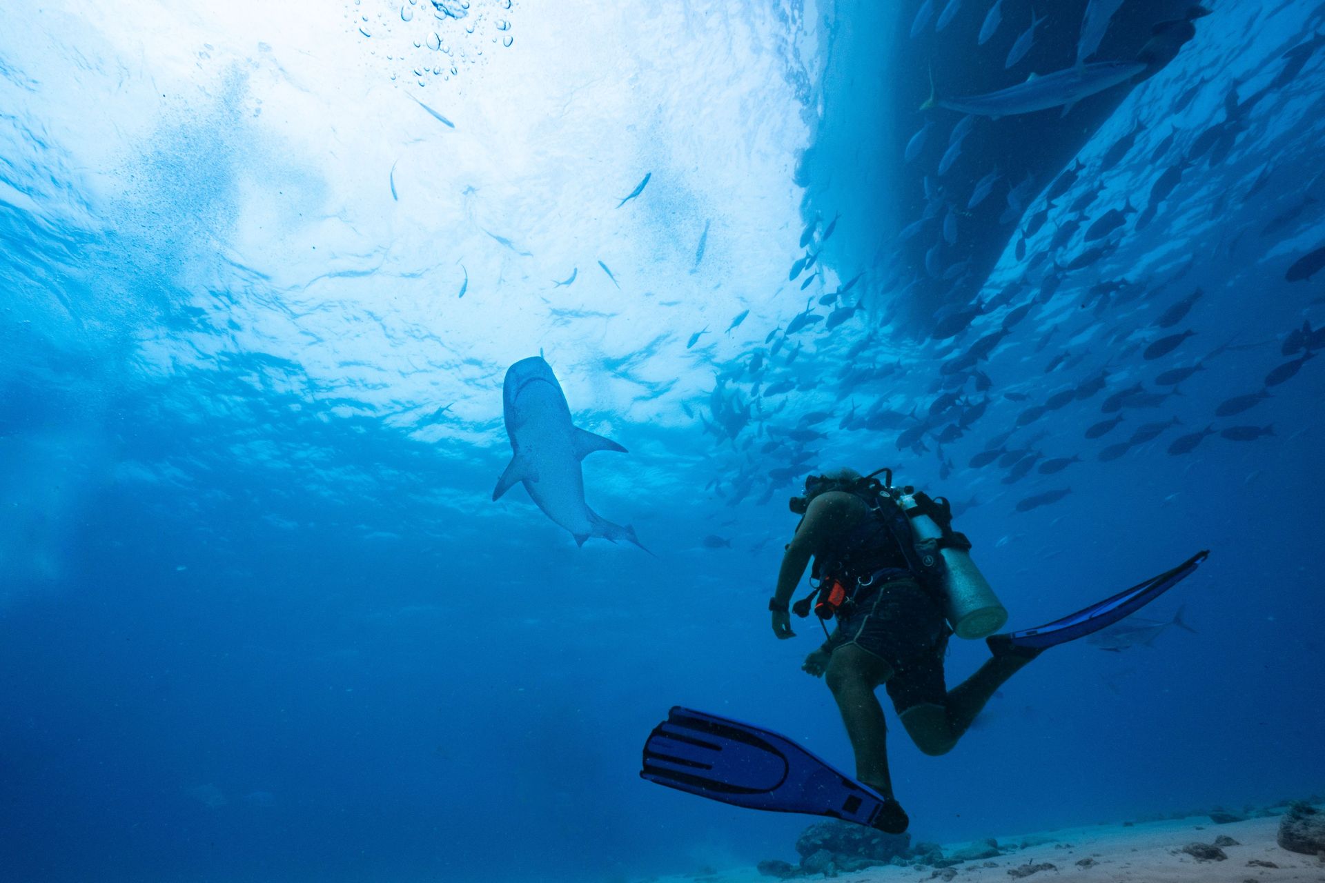 Un plongeur explore le monde sous-marin avec des requins dans les eaux turquoise des Maldives.