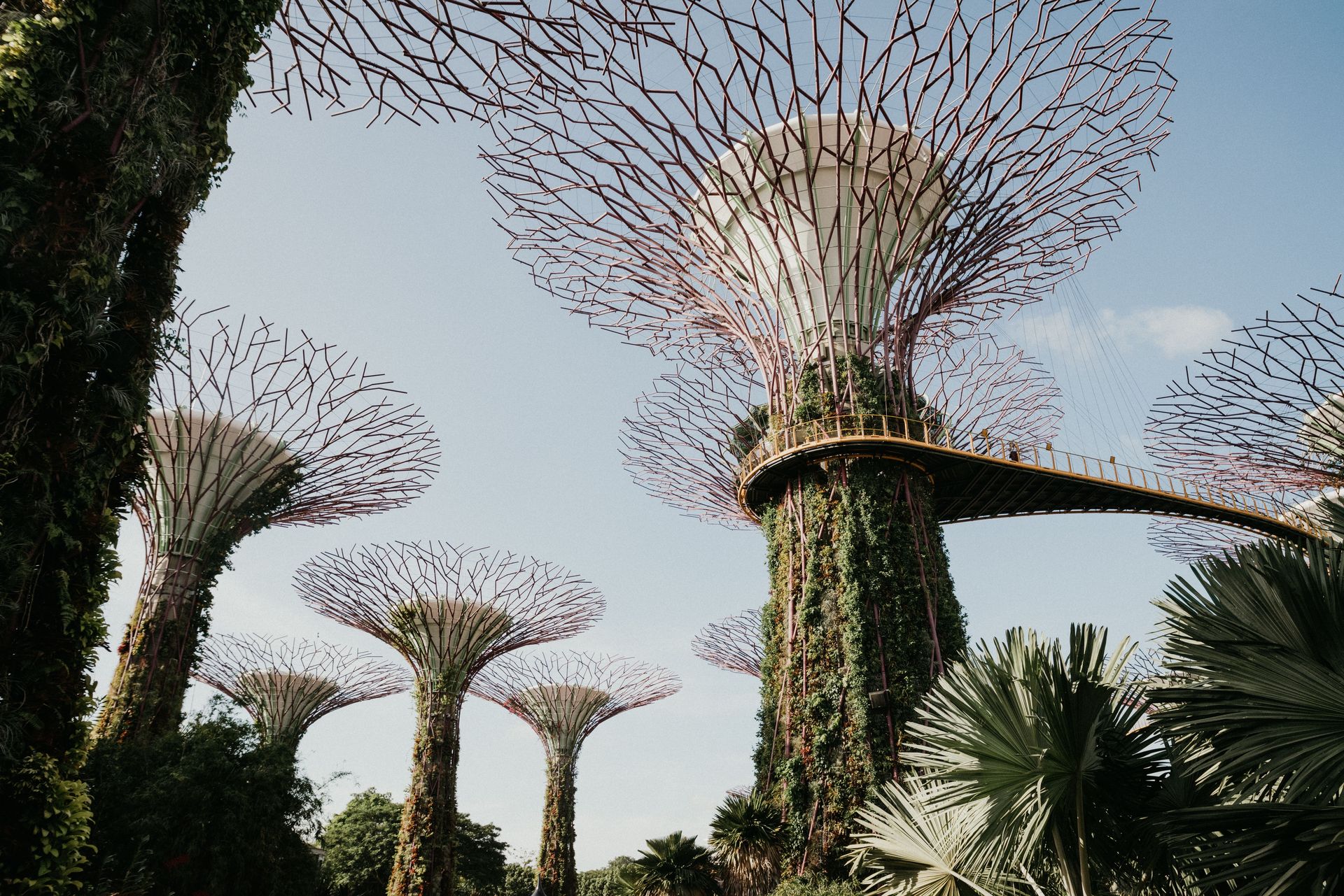 Vue majestueuse de Supertree Grove aux Gardens by the Bay à Singapour, mettant en valeur une architecture unique et la nature.