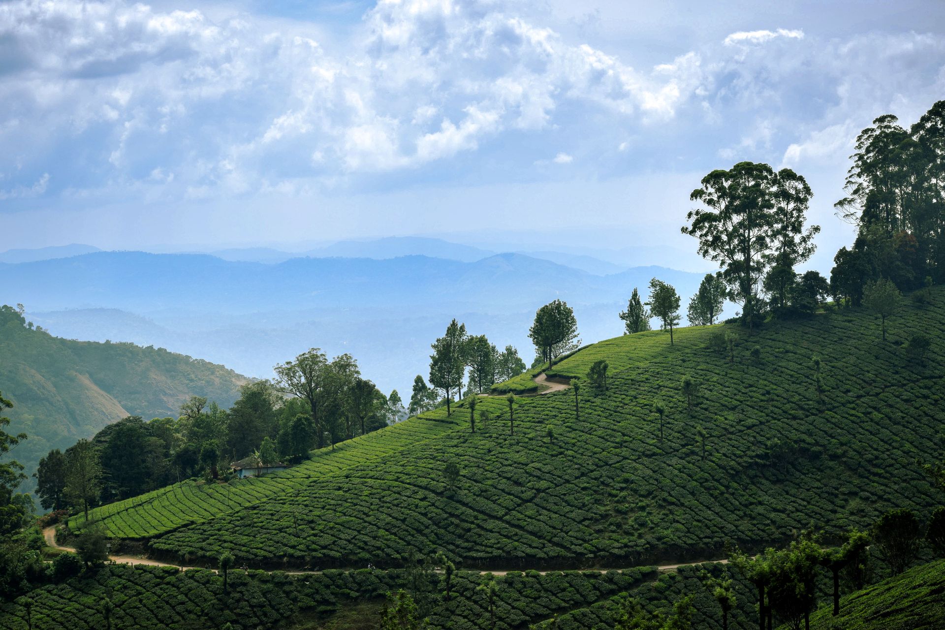 Un paysage de plantation de thé époustouflant à Nuwara Eliya avec des collines ondulantes et des montagnes lointaines sous un ciel bleu.