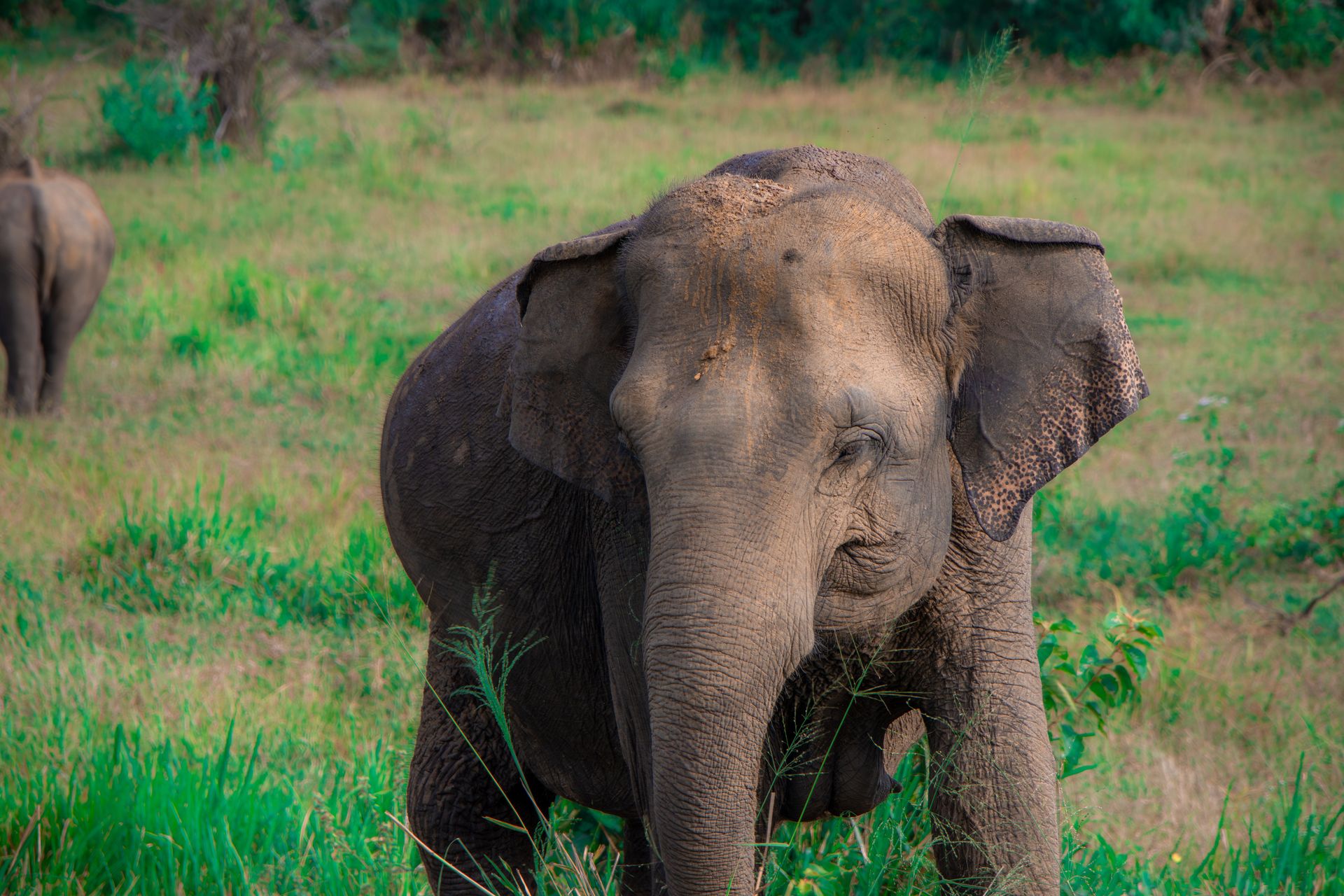 éléphants sauvages pâturant dans les herbiers luxuriants du parc national d'Uda Walawe du Sri Lanka.