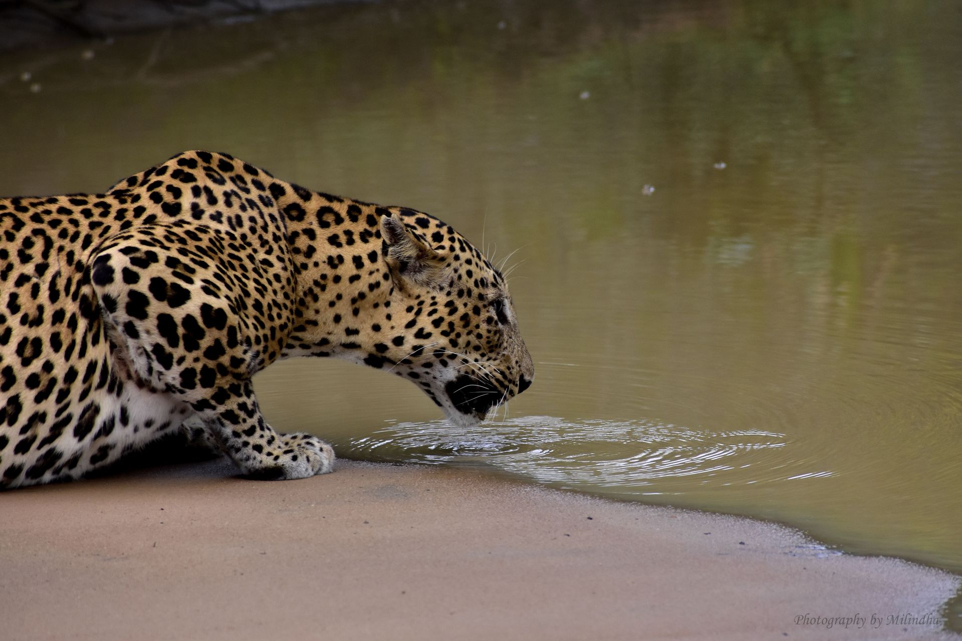 Un majestueux léopard du Sri Lanka en train de boire de l'eau à un étang dans son habitat naturel au parc national de Yala.