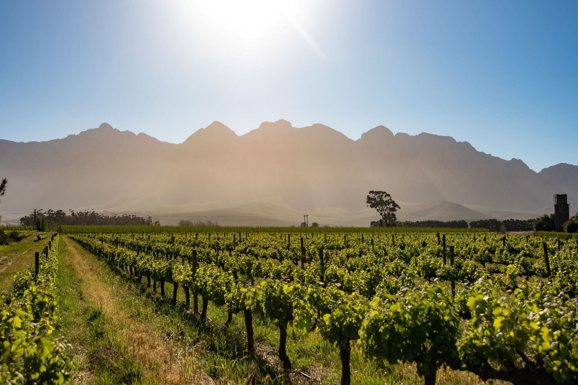 Vignoble luxuriant sous le soleil éclatant, encadré par des montagnes majestueuses en Afrique du Sud.