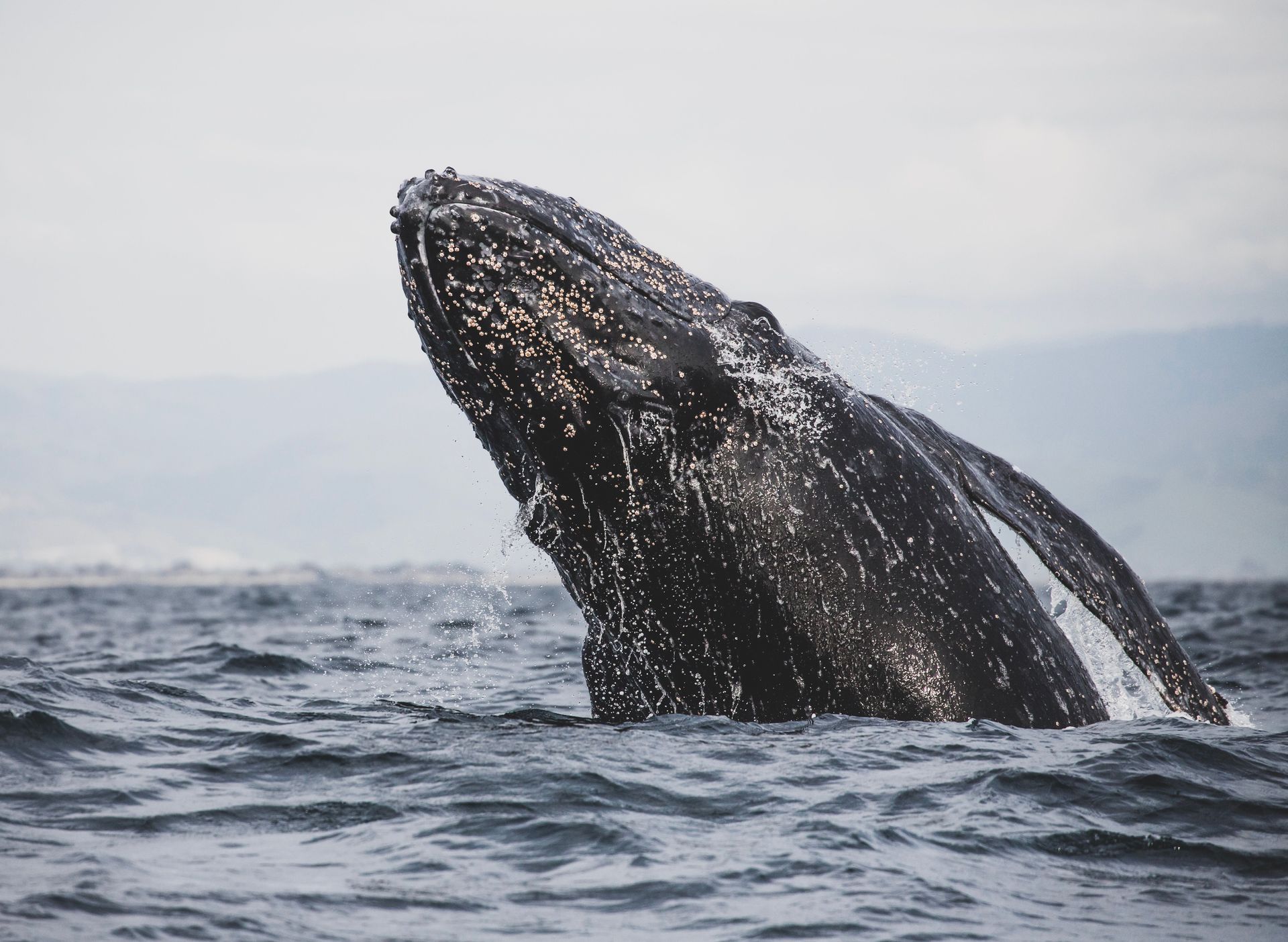 Une prise de vue époustouflante d'une baleine à bosse surgissant dans l'océan, mettant en valeur la faune marine.  Plus d’infos  Partager