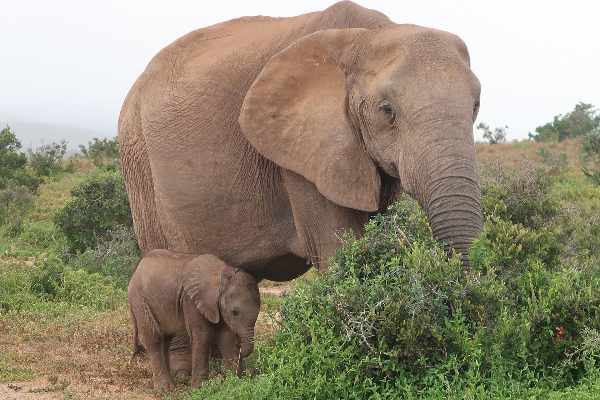 Un gros plan d'une éléphante mère et de son bébé paissant dans le parc national Addo Elephant en Afrique du Sud.