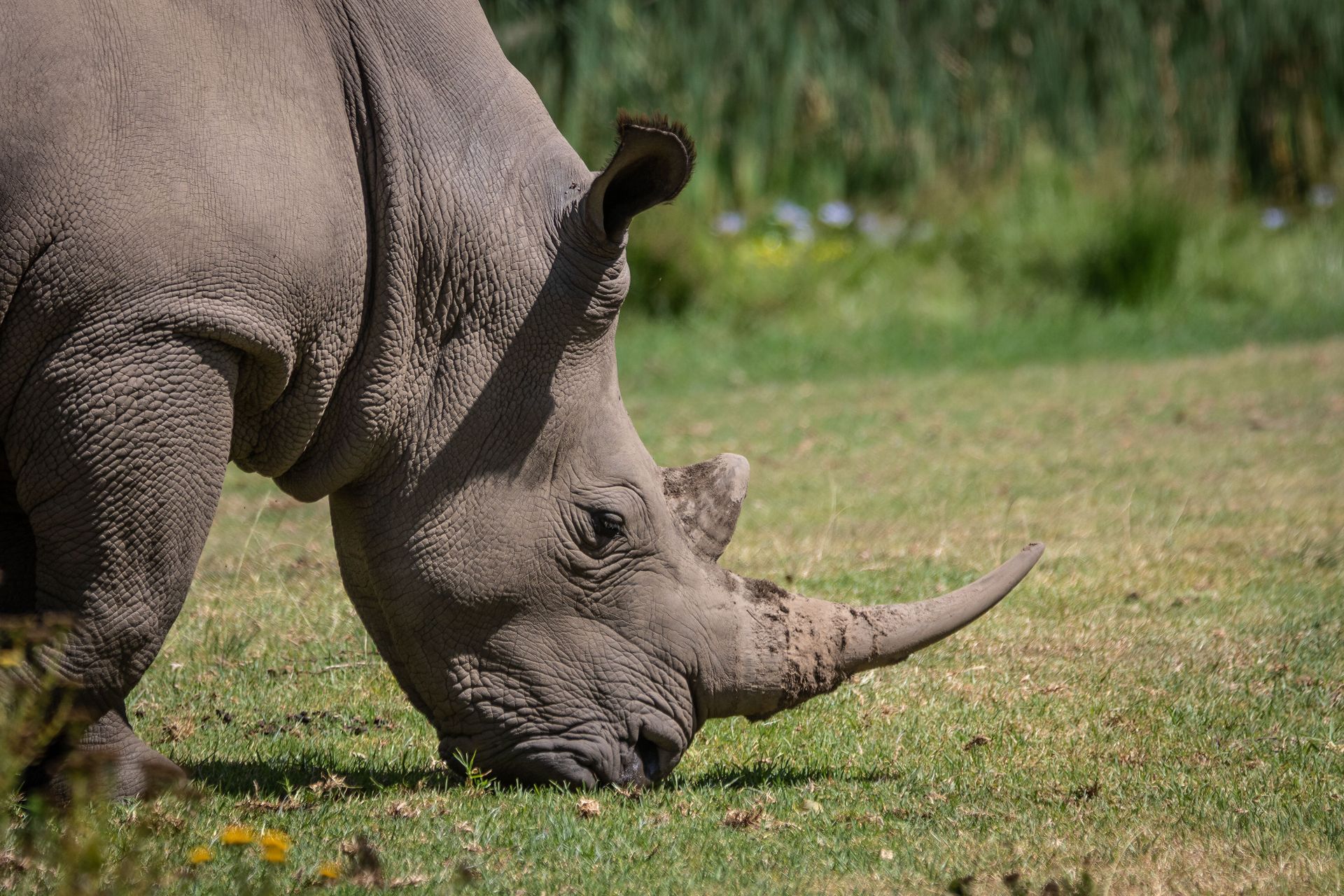 Gros plan d'un rhinocéros broutant dans la nature, capturant la beauté naturelle et un cadre faunique serein.