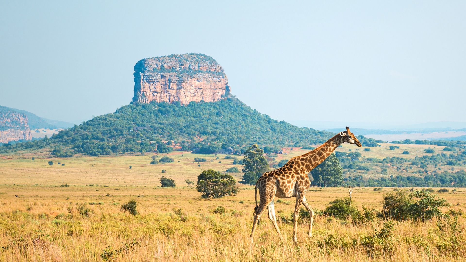 Paysage de girafe dans la savane du parc national Kruger en Afrique du Sud