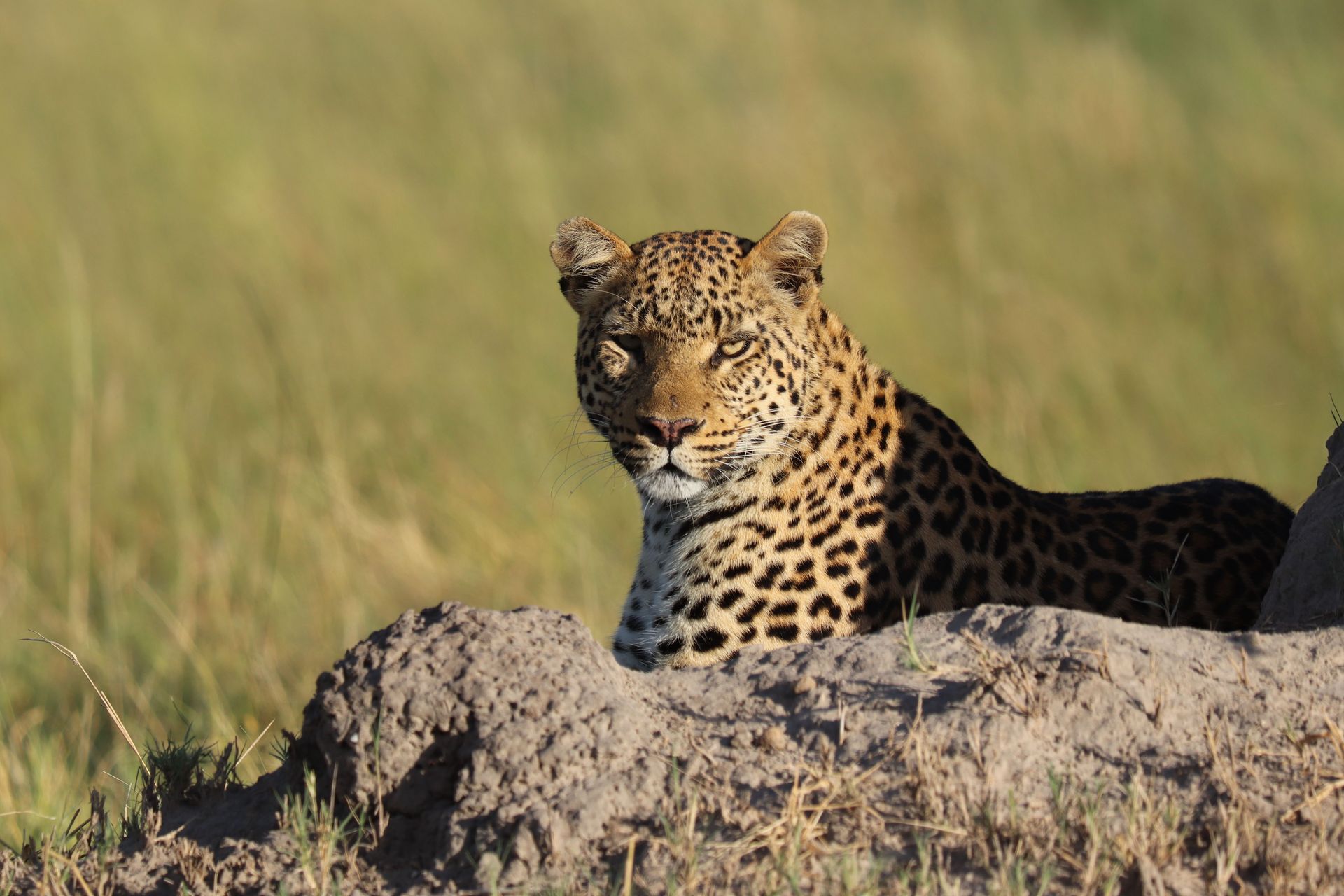 Un léopard majestueux se repose au sommet d'un monticule dans une prairie ouverte, exhibant son pelage tacheté saisissant.