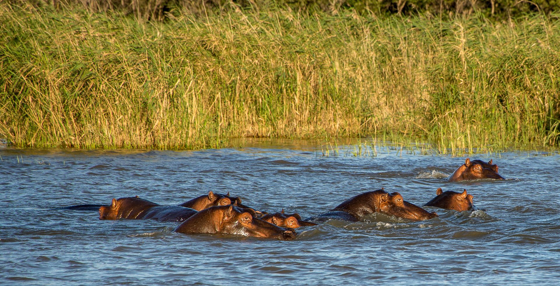 Un groupe d'hipopotames nageant dans une rivière entourée de végétation luxuriante, mettant en valeur la faune dans son habitat naturel.