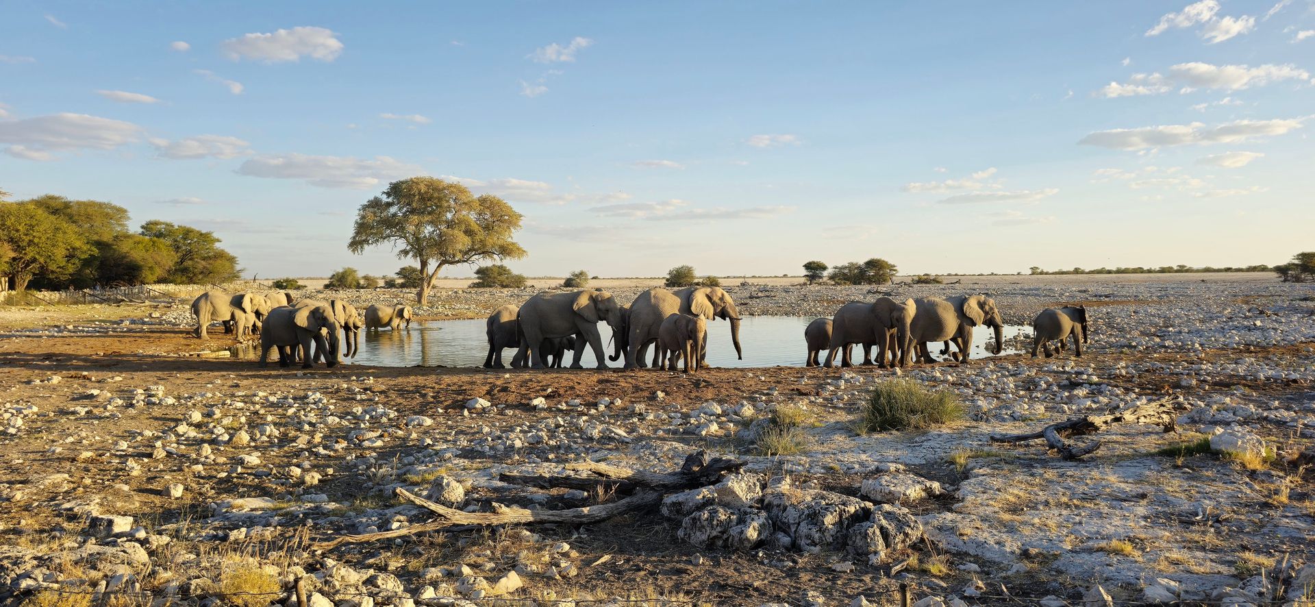 Un troupeau d'éléphants africains se rassemble autour d'un point d'eau dans la savane, mettant en valeur la beauté de la photographie animalière.