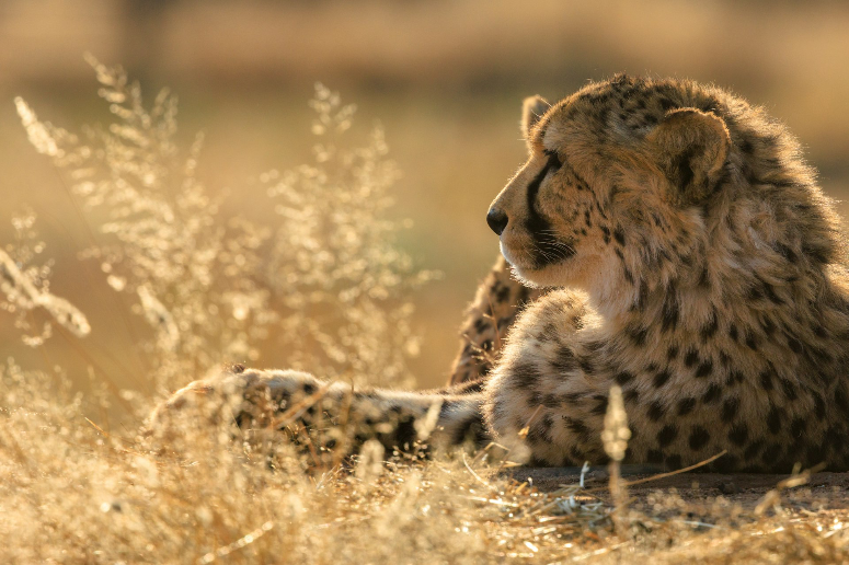 Un guépard se repose dans les herbes sèches au couché du soleil.