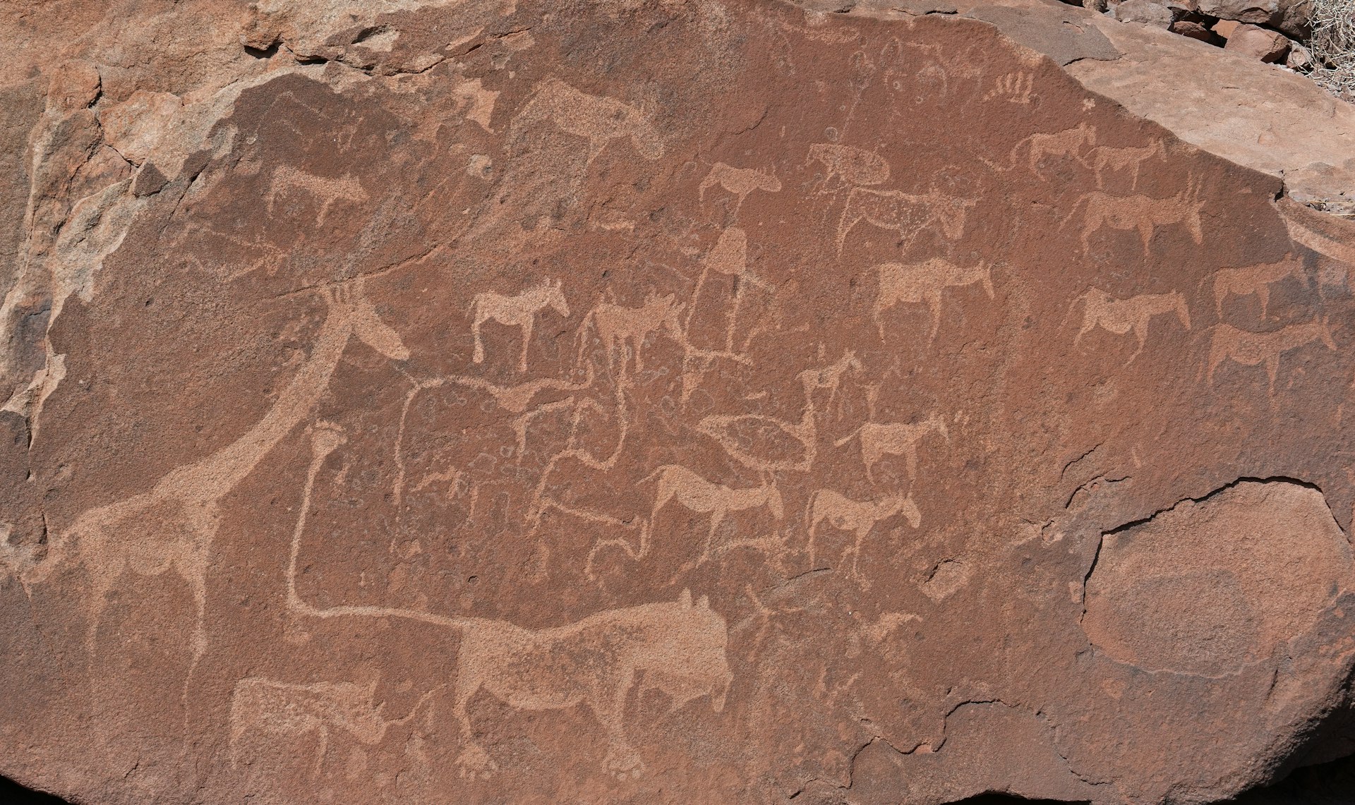Un gros rocher de la régie Twyfelfontein avec des gravures dessus représentant des girafes, éléphants et lions.