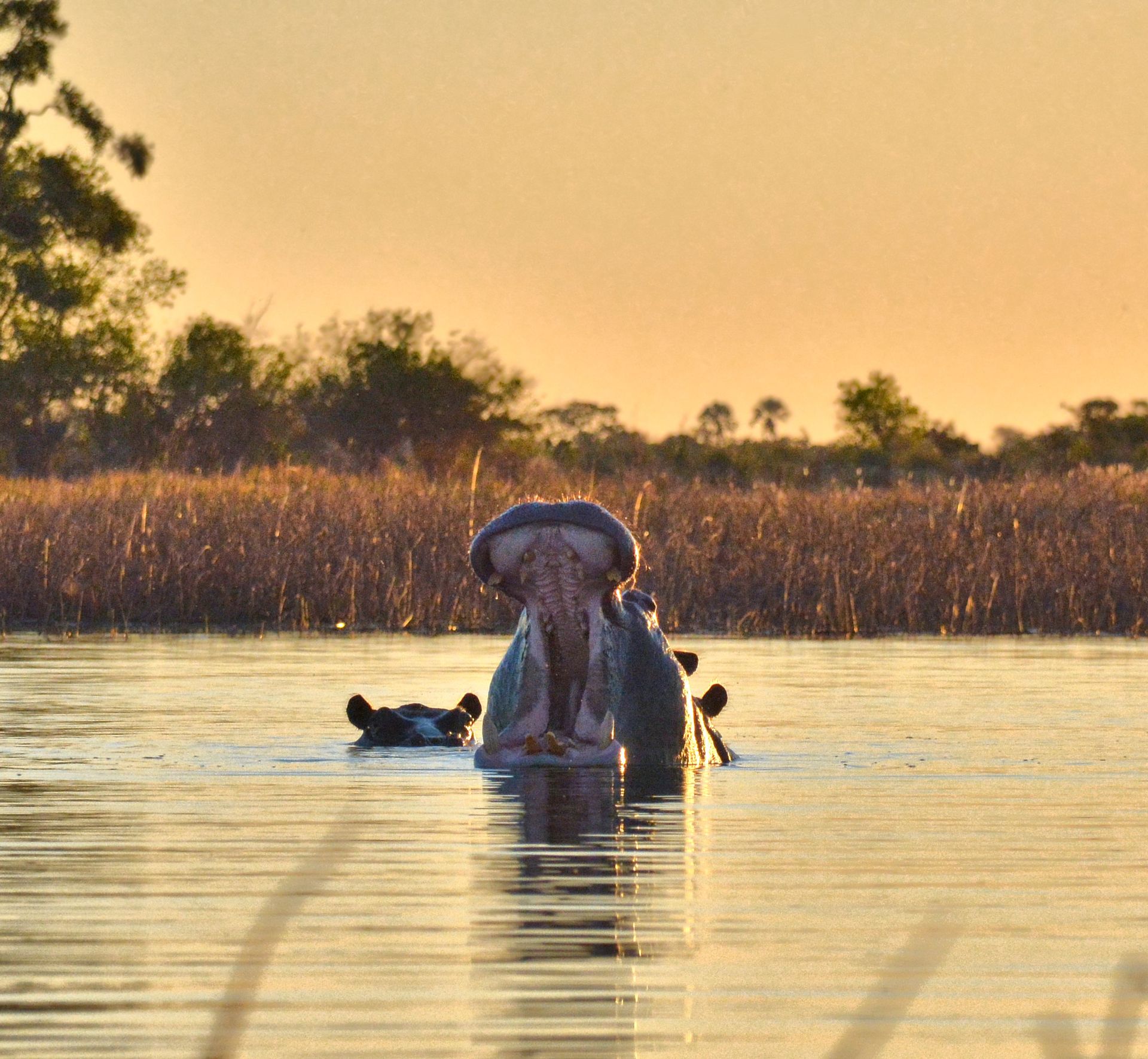 Un hippopotame bâillant dans une scène aquatique sereine au coucher du soleil en Namibie