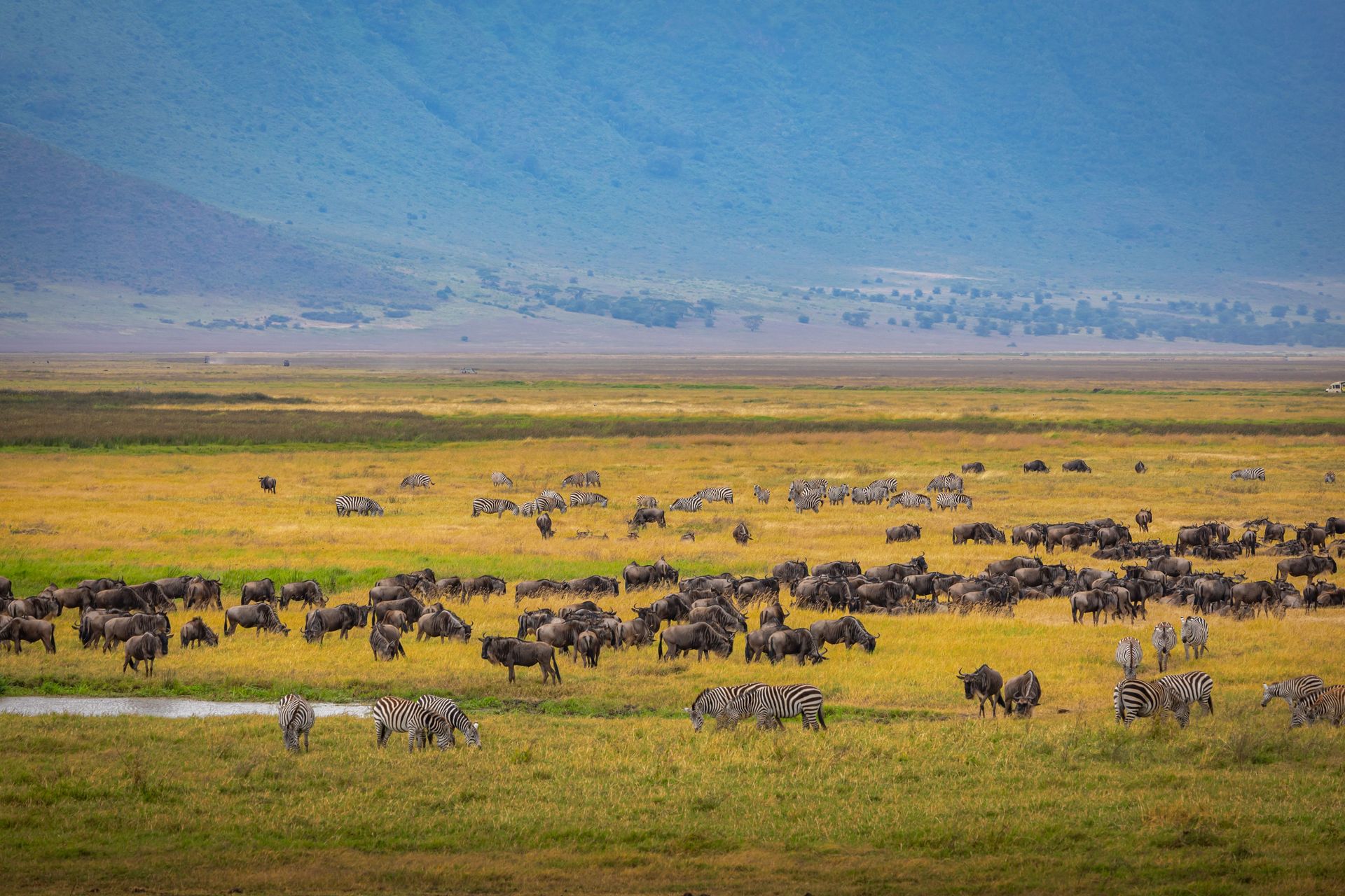 Scène vibrante de zèbres et d'antilopes gnou dans le cratère du Ngorongoro en Tanzanie pendant la migration