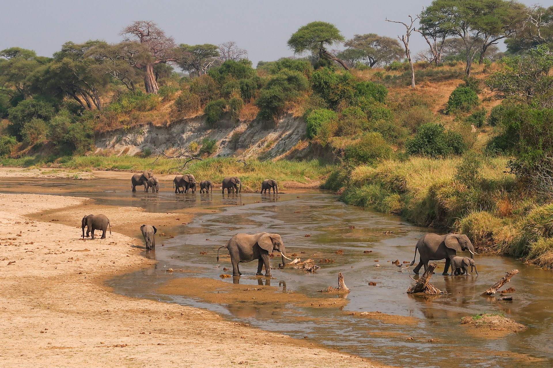 Un troupeau d'éléphants traversant la rivière Tarangire dans le parc national de Tarangire