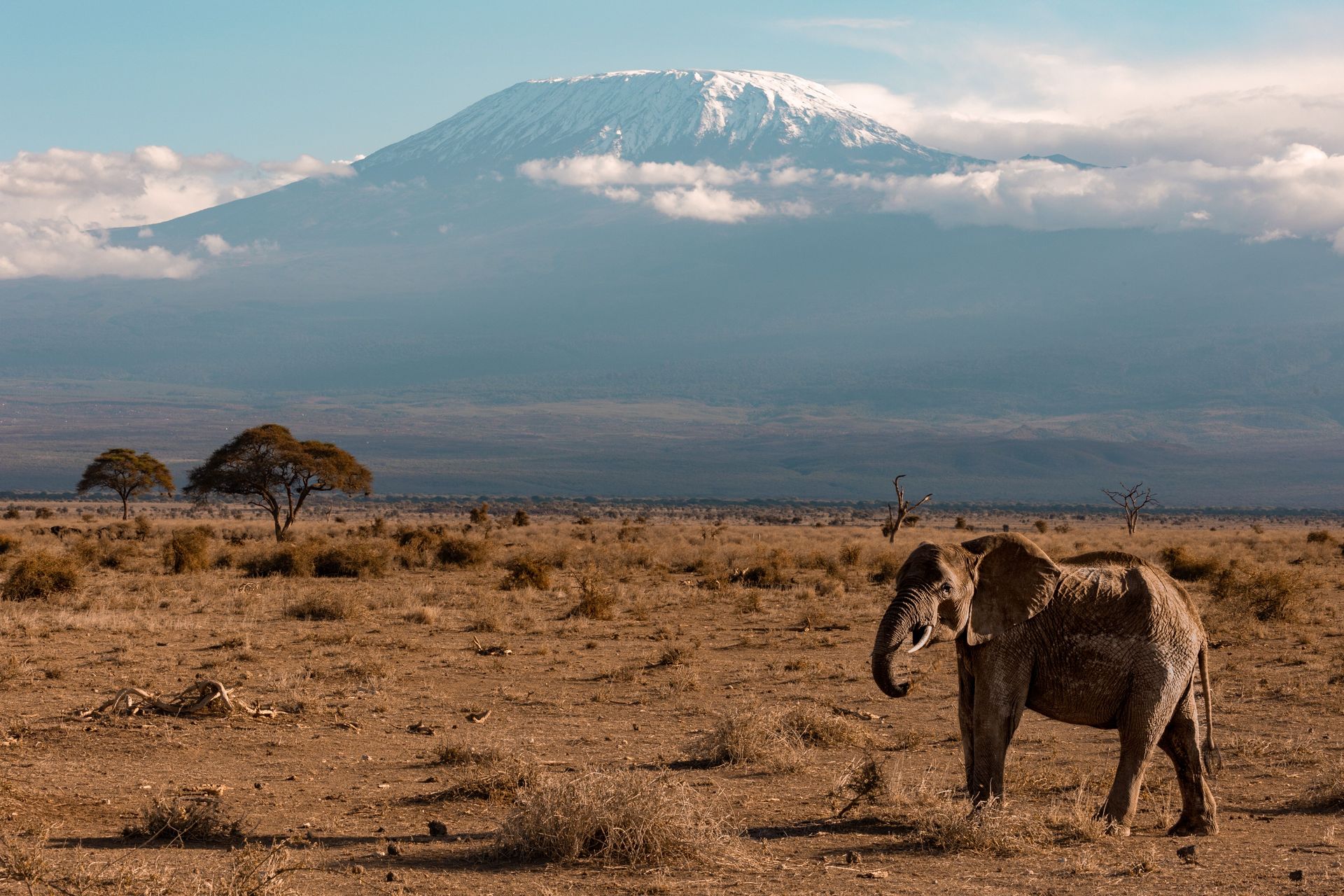Un éléphant se promenant dans la savane avec le mont Kilimandjaro en arrière-plan, mettant en valeur la beauté de la faune africaine.