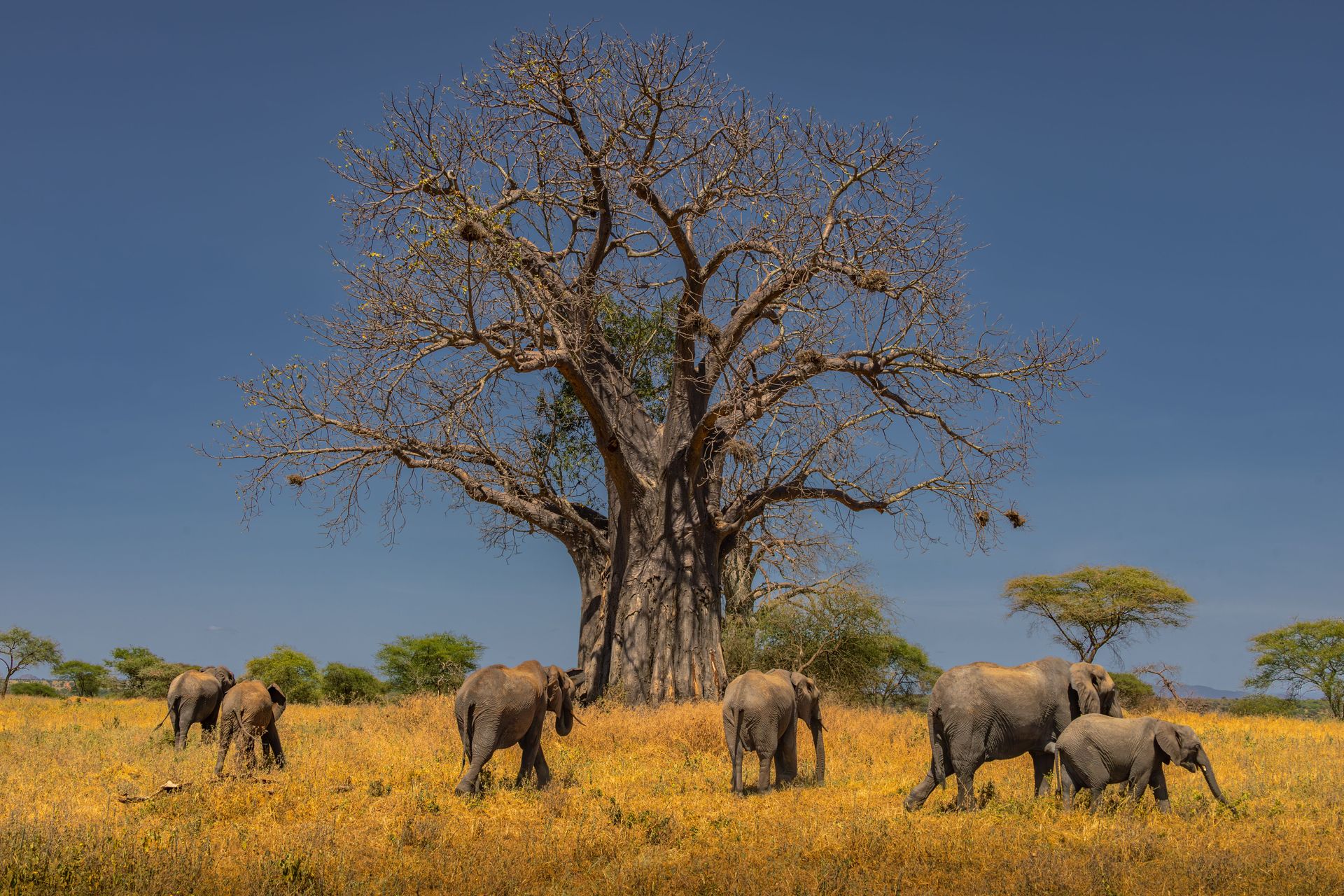 Un troupeau d'éléphants africains broutant sous un grand baobab dans le paysage de savane.