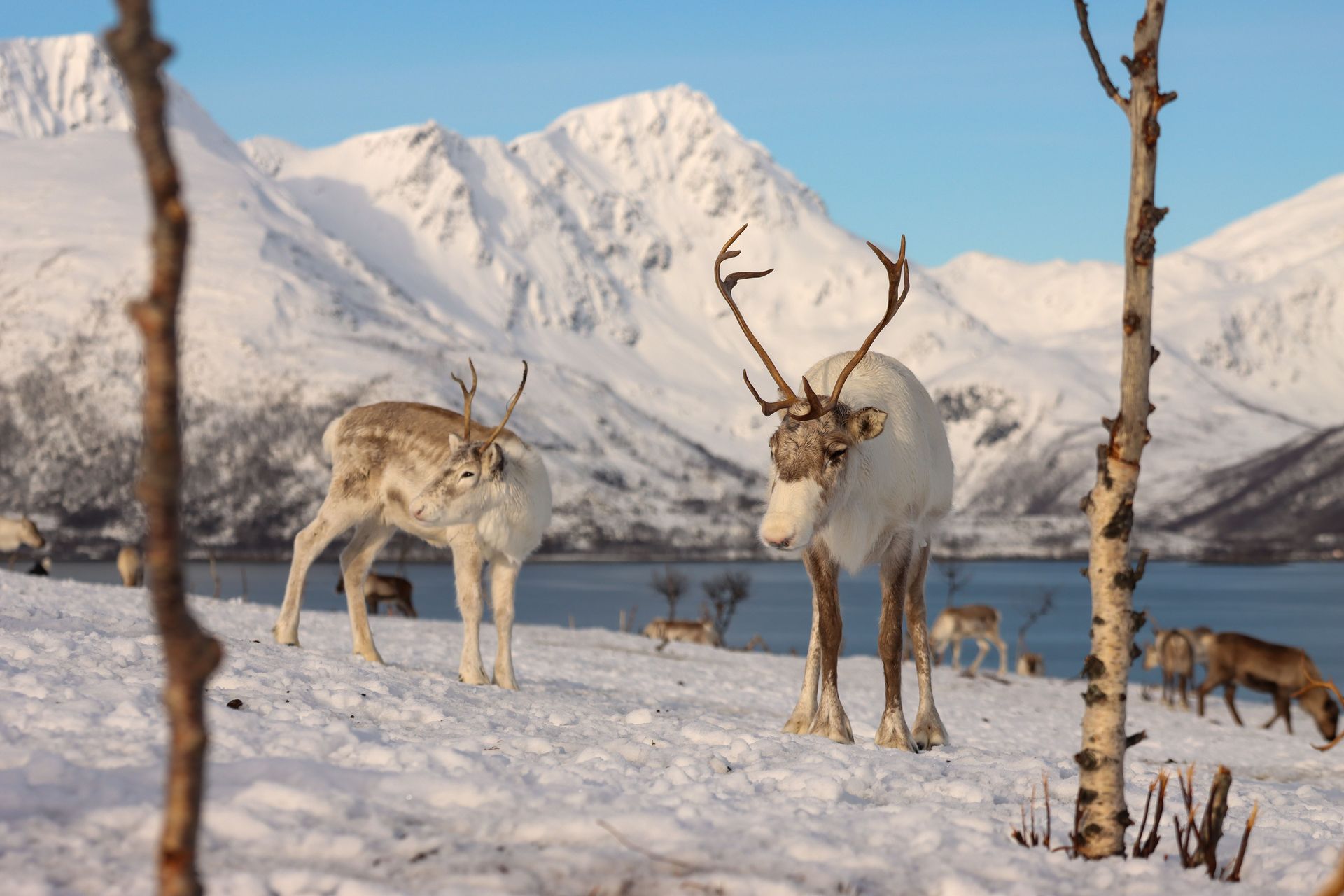 Des rennes paissent dans le magnifique paysage hivernal de Tromsø, la Laponie norvégienne, sur fond de montagnes enneigées.