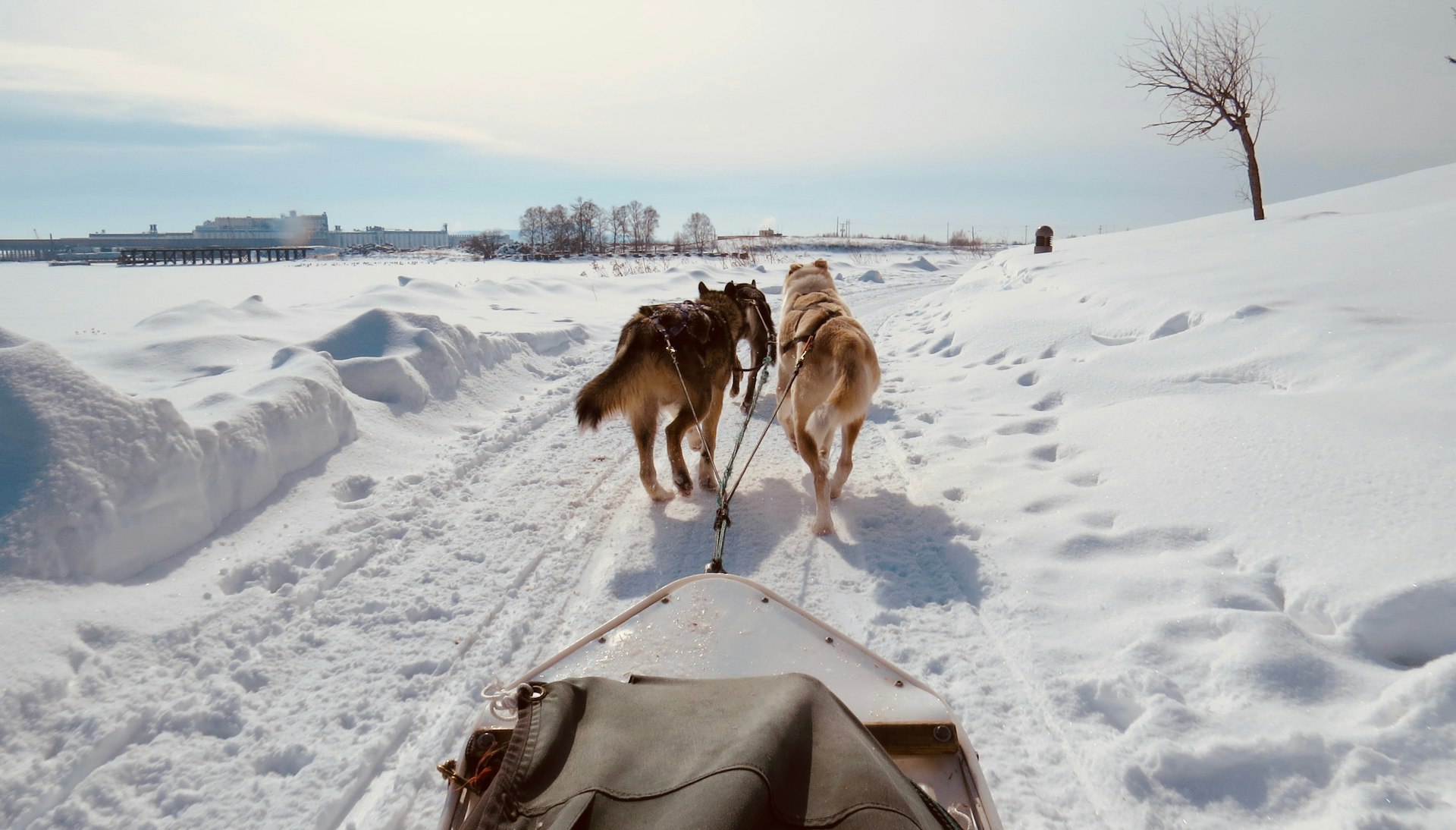 Des chiens bruns et blancs sur un sol enneigé de la Norvège en journée.