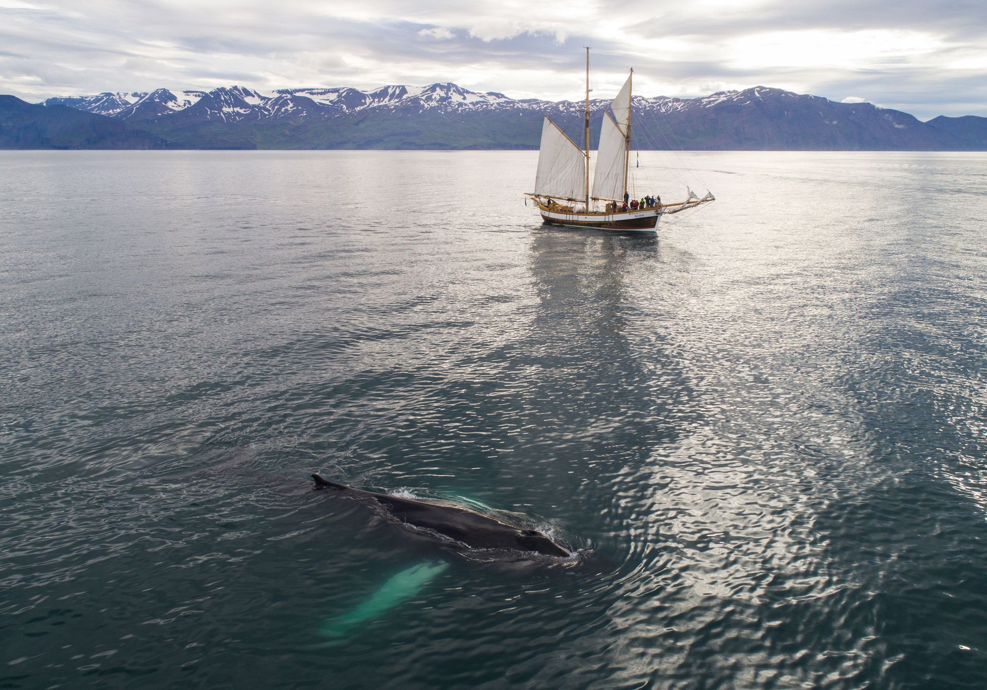 Vue aérienne époustouflante d'un voilier et d'une majestueuse baleine à bosse dans des eaux océaniques calmes avec un paysage montagneux en arrière-plan.