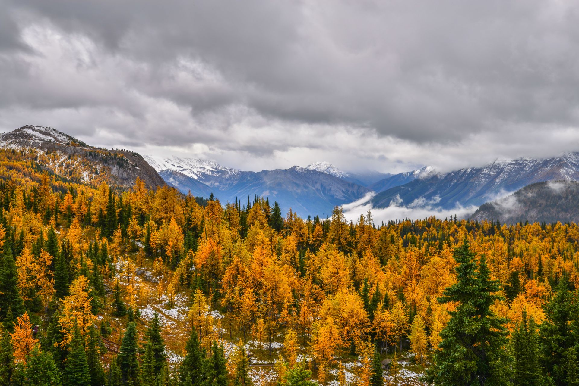 Vue imprenable sur le feuillage d'automne et les sommets enneigés au loin dans le parc national de Banff.