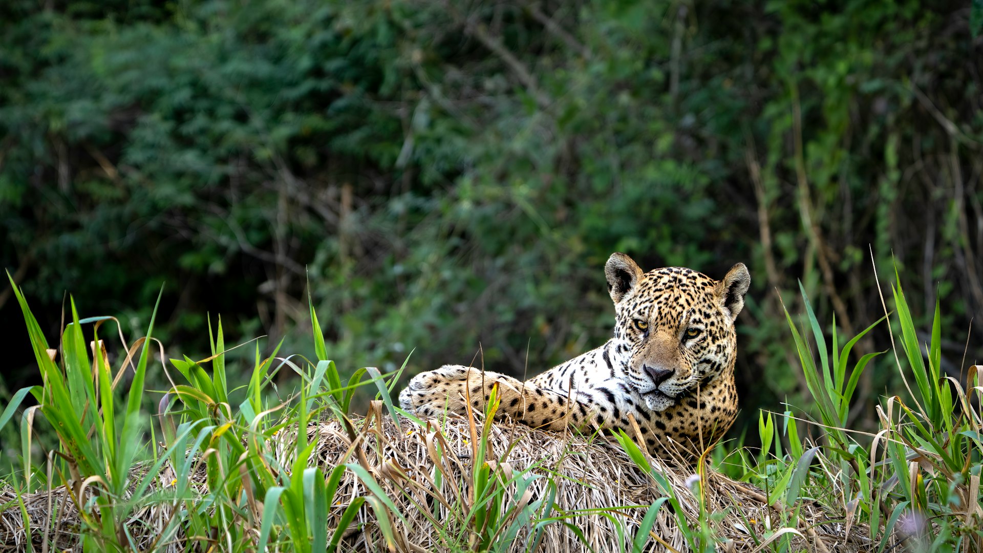 Un grand léopard allongé dans l’herbe, à côté d’une forêt dans la région du Pantanal.
