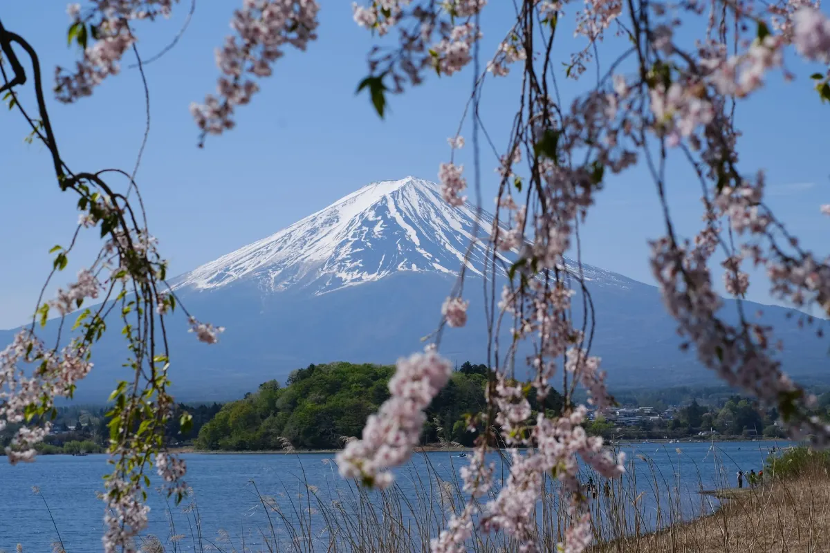 Belle vue sur le mont Fuji encadré par des cerisiers en fleurs au printemps, avec un ciel bleu clair.