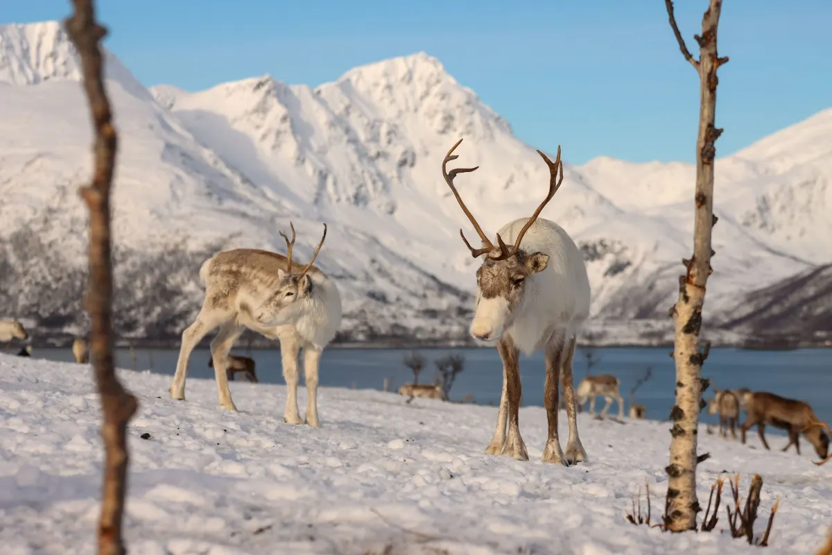 Des rennes paissent dans le magnifique paysage hivernal de Tromsø, la Laponie norvégienne, sur fond de montagnes enneigées.