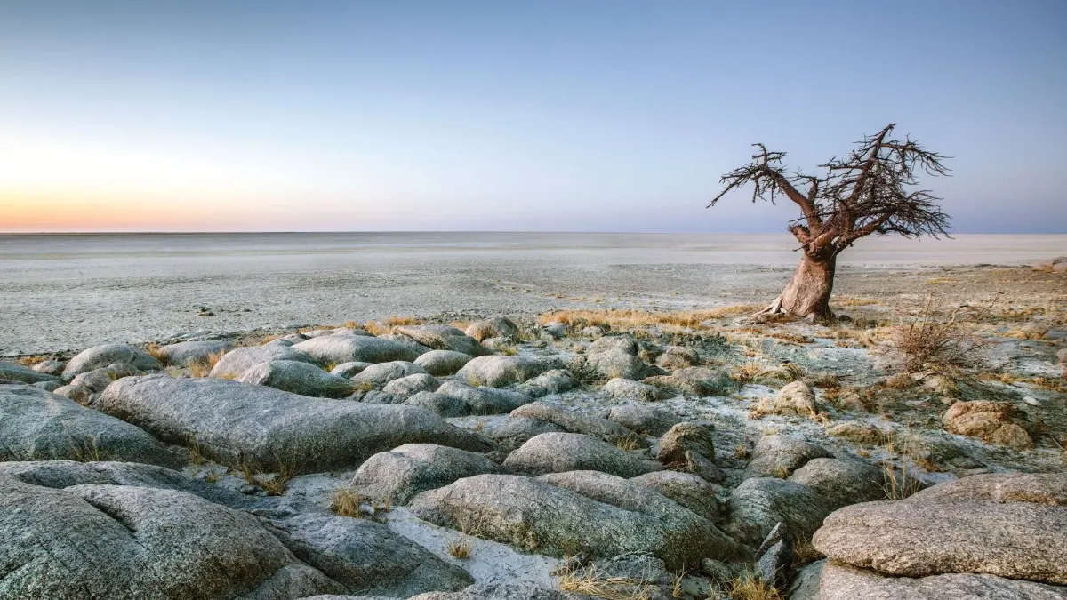 Des baobabs agrémentent à côté de grandes salt pan