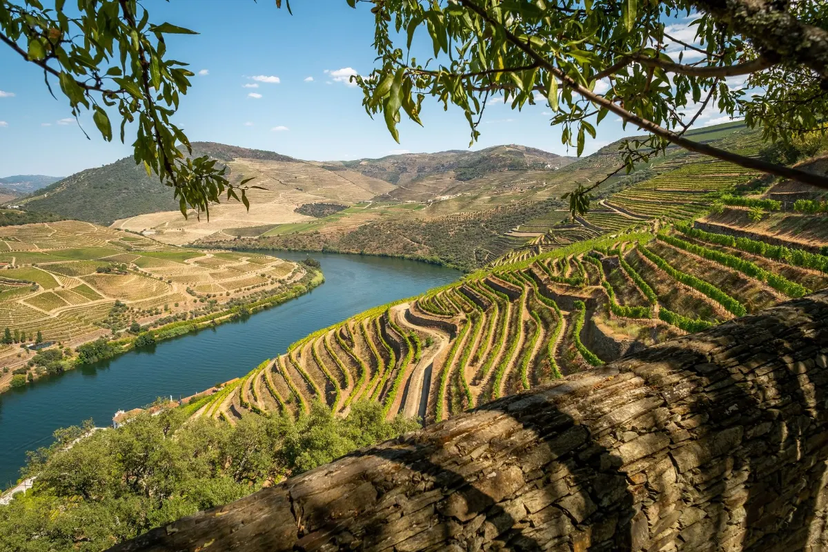 Beaux vignobles en terrasses et paysage fluvial à Toro, Espagne, mettant en avant l'agriculture et la beauté naturelle.