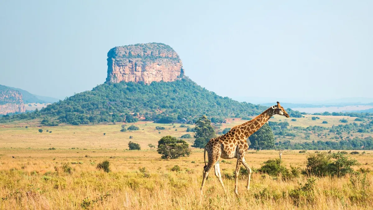 Paysage de girafe dans la savane du parc national Kruger en Afrique du Sud