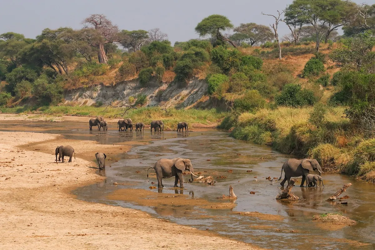 Un troupeau d'éléphants traversant la rivière Tarangire dans le parc national de Tarangire