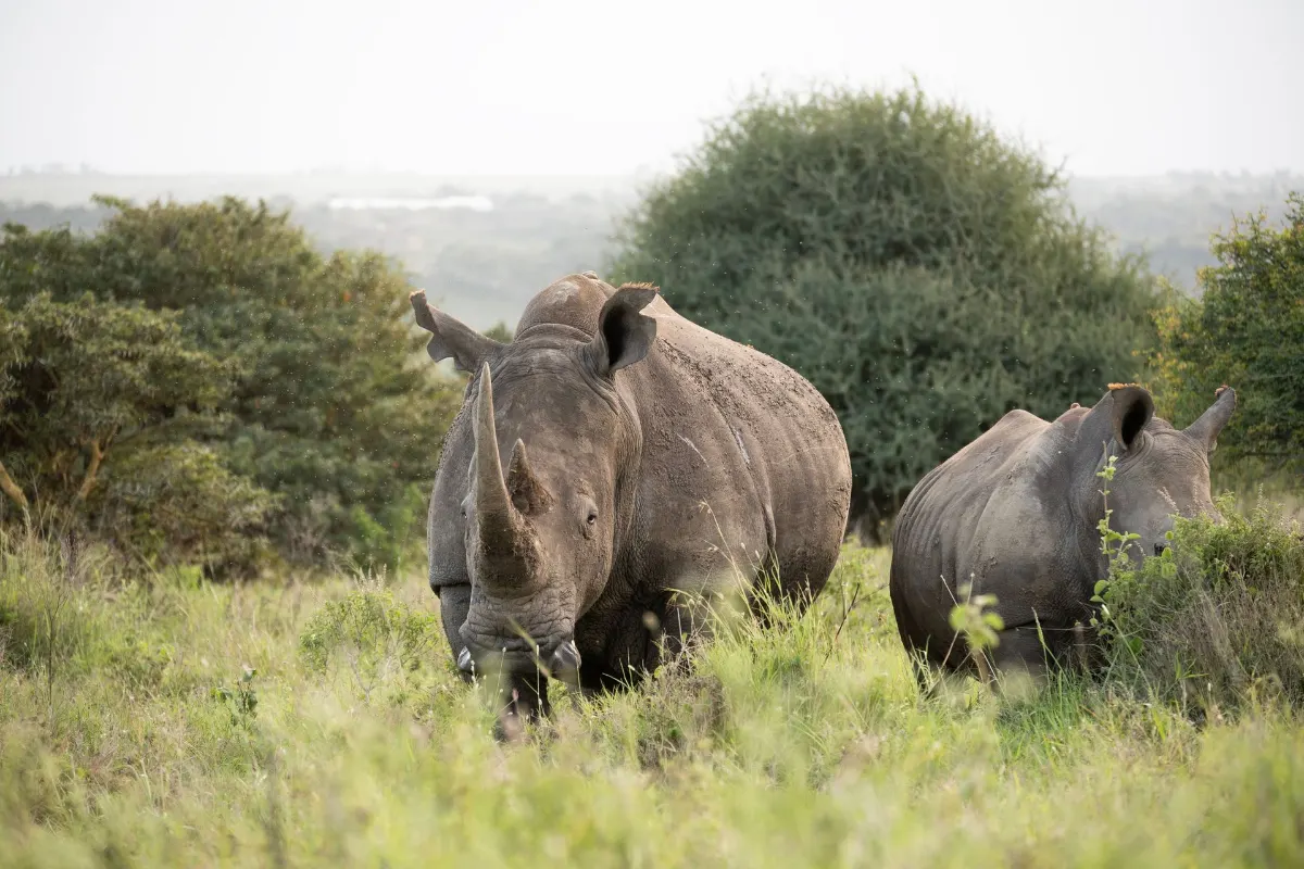 Deux rhinocéros blancs se promenant au milieu d'une végétation luxuriante dans la savane africaine.